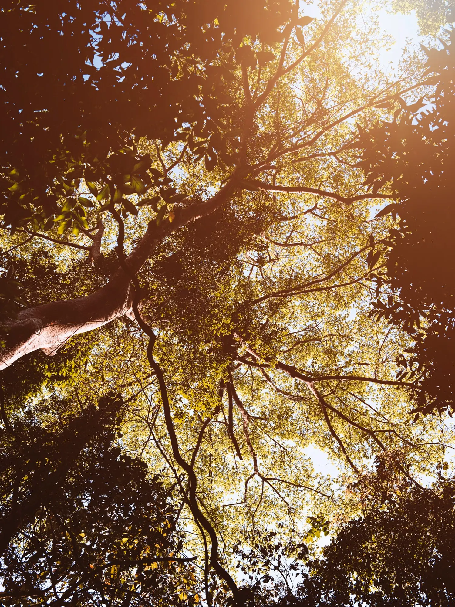 Áreas verdes de Alphaville · Natureza preservada ao redor do 18 do Forte